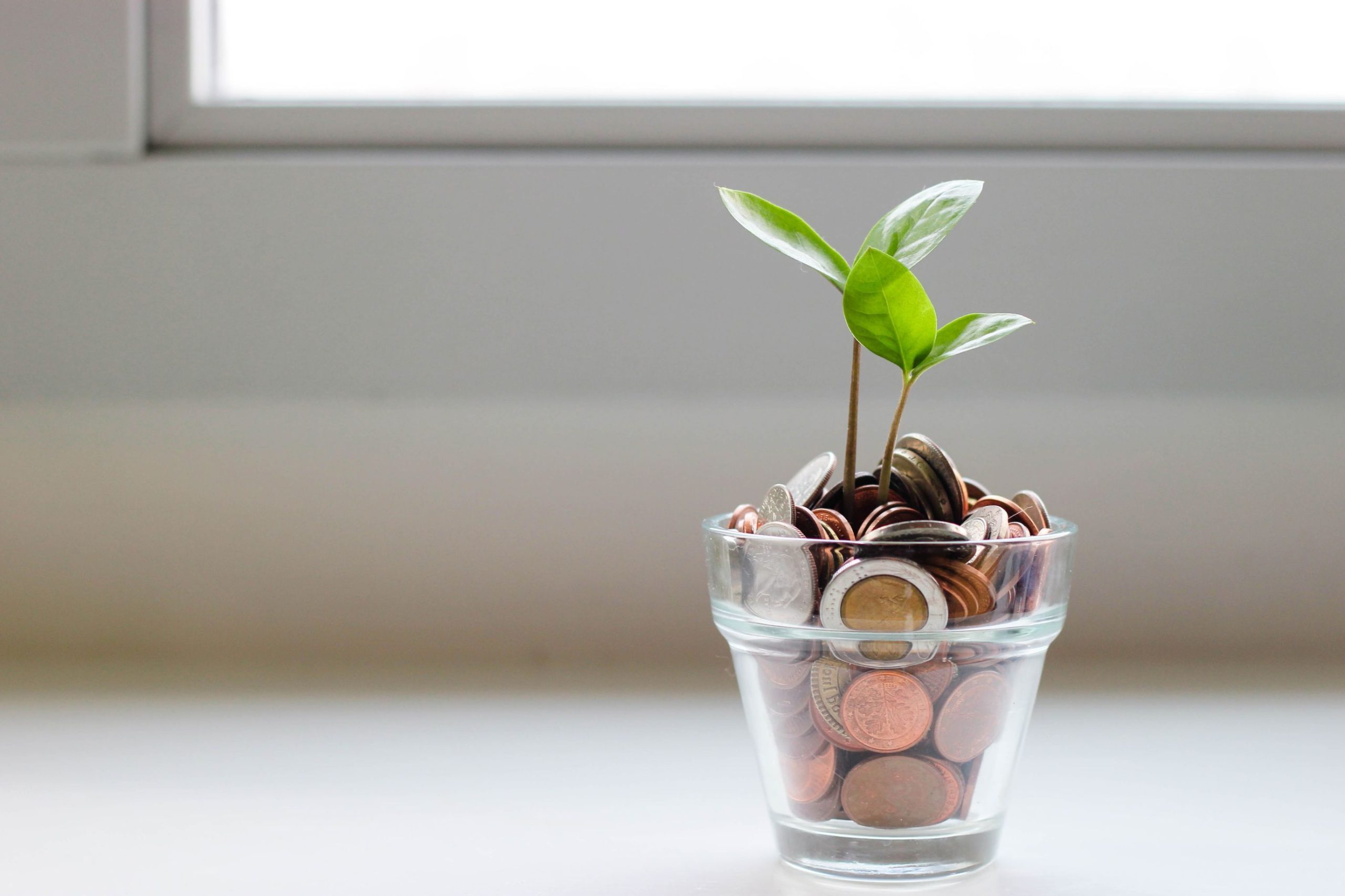 A seedling growing from a glass jar of coins on a windowsill